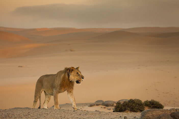 Distribution of Large Mammals in Namibia - Interactive Web Map